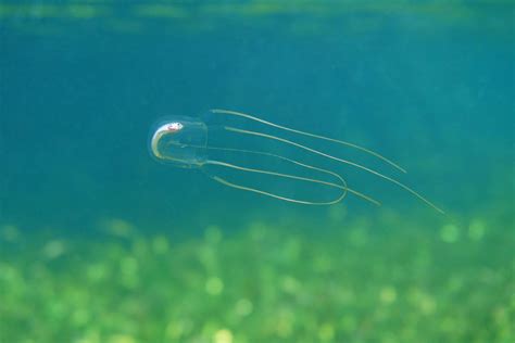 Box Jellyfish Facts Ang Pinakamalason Na Hayop Sa Mundo