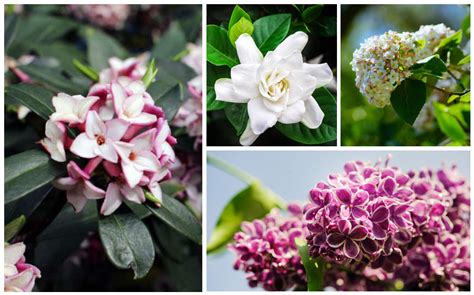 10 Gorgeous Fragrant Shrubs Garden Lovers Club Smelling Flowers