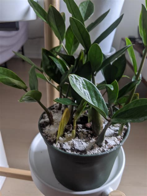 What should i name my plant. My zz plant came with leaf propagations and one is dying ...