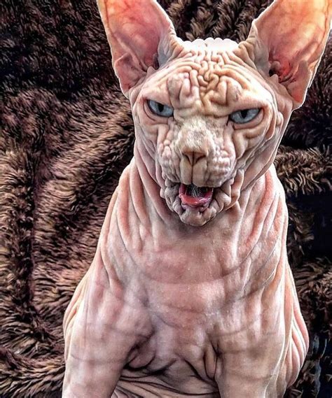Pin By New Cat Condos On Meow Cat Breeds Sphynx Cat Spinx Cat