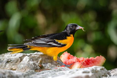 10 Fun Facts About The Baltimore Oriole Audubon