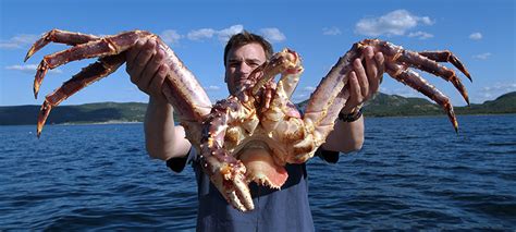 King Crab Giant Crab From Alaska