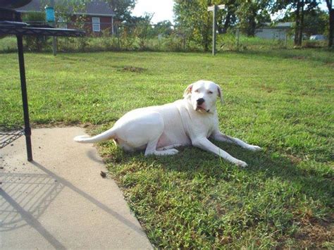 Do You Recoginize This Dog Hanahs A Joplin Mo Tornado Survivor Who