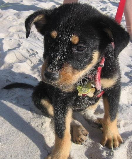 Adopt a beagle near you in florida. Giant+Rottweiler+Husky+Mix | Husky Rottweiler Mix Puppies ...