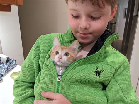 Seattle, washington to oregon cats live: Rusty - MEOW Cat Rescue