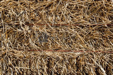 Straw Hay Background By Filipw Vectors And Illustrations With Unlimited