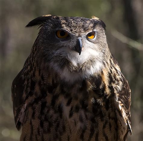 Eagle Owl 1 Digital Art By Chris Flees