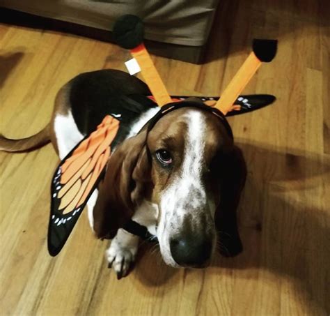 40 Funny Basset Hounds In Halloween Costumes Page 9 The Paws