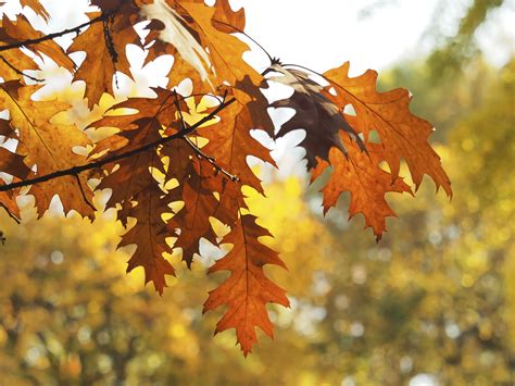 Oak Tree Fall Leaves