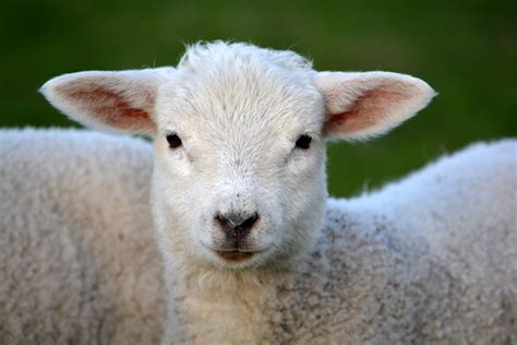 10 Fun Facts About Sheep Bc Spca