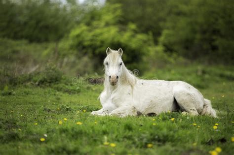 A White Horse In A Field Stock Photo Image Of White 54027306