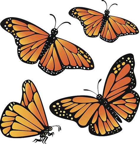 Best Monarch Butterfly Illustrations Royalty Free Vector Graphics And Clip Art Istock