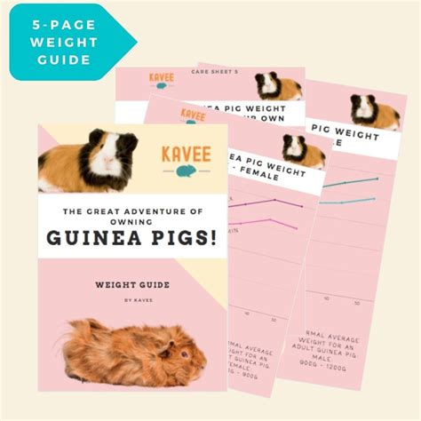 Guinea Pig Weight Chart And Guide Printable Digital Download Etsy Ireland