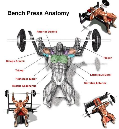 Gain Chest Mass And Boost Your Bench Press Fitness Workouts And Exercises