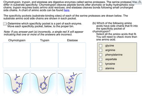 An enzyme that causes proteins to break into smaller pieces 2. Solved: Chymotrypsin, Trypsin, And Elastase Are Digestive ...