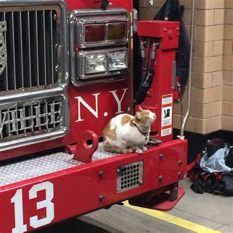 Meet The Adorable Firefighter Cats Taking Over Instagram Cats Cat City Firefighter