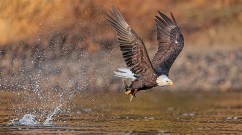 Bald Eagle 4k Ultra Hd Wallpaper Background Image 3840x2160 Id