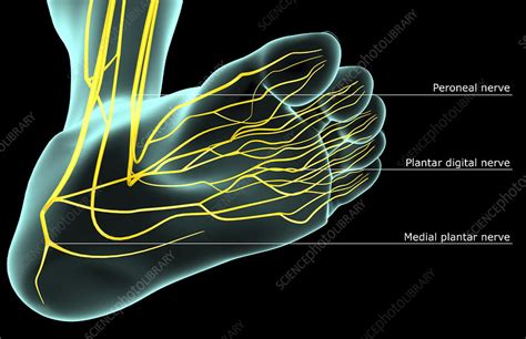 The Nerves Of The Foot Stock Image F0017287 Science Photo Library