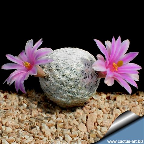 Most of them are native to mexico, but some come from the u.s., guatemala, colombia, honduras, venezuela, and the caribbean. Mammillaria herrerae