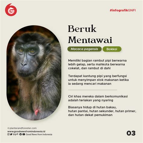 4 Primata Endemik Kepulauan Mentawai Yang Terancam Punah Infografik Gnfi