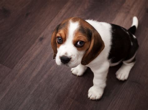 This Is The Science Behind Puppy Dog Eyes The Independent
