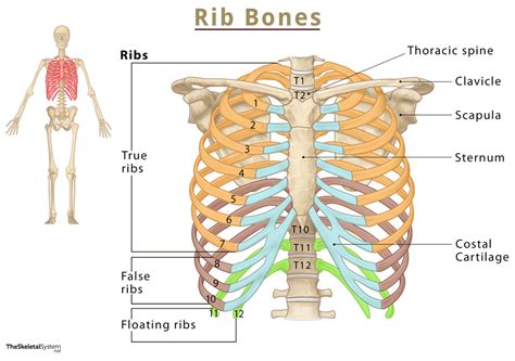 Rib Cage Anatomy Human Rib Cage Anatomy Anterior And Right Lateral