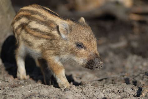 Baby Wild Boars Are Just About The Cutest Creature Ever 動物 かわいい動物の