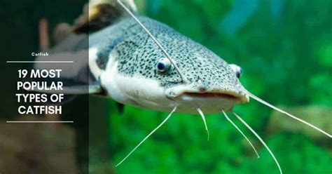 19 Most Popular Types Of Catfish Species Habitat And Pictures