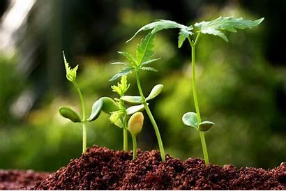 Agricultural Growing Biotechnology Agriculture Marijuana Icrisat Crops