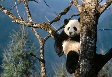 Animales Del Bosque Panda Gigante