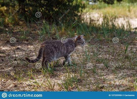 Tabby Cat Hunting Somewhere In The Woods Stock Photo Image Of