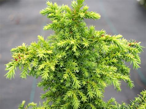 Dwarf Japanese Cedar 3 5 Tall 3 5 Wide Evergreen No Blooms But