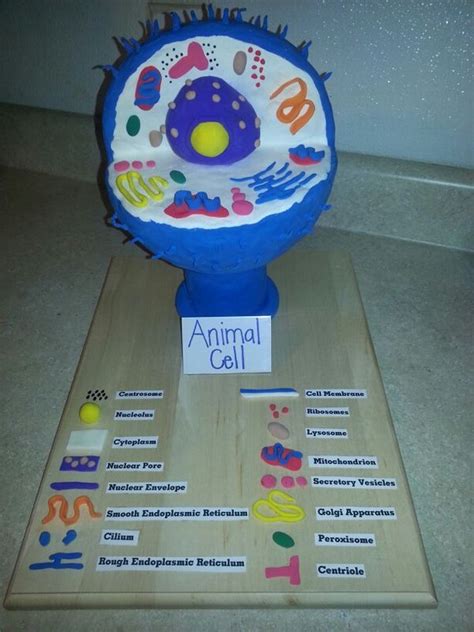 Animal Cell Model Project Animal Cell Project Animal Cell