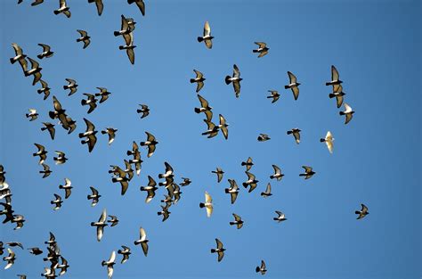 Free Images Wing Sky Flock Blue Fauna Birds Pigeons Pigeon