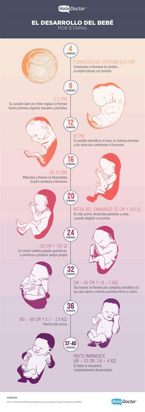 Conoce Paso A Paso El Desarrollo Del Bebé En El Vientre Materno Kids
