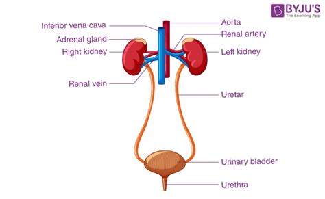 Urinary System Of Humans With Picture Different Parts Of Human