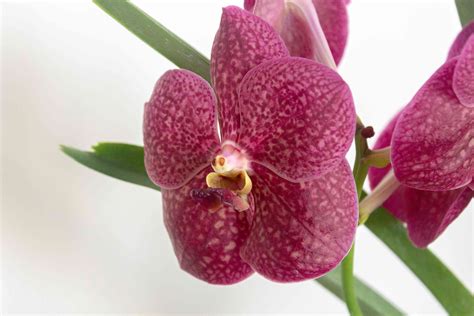 Vanda Orchid Indoor Plant Care And Growing Guid