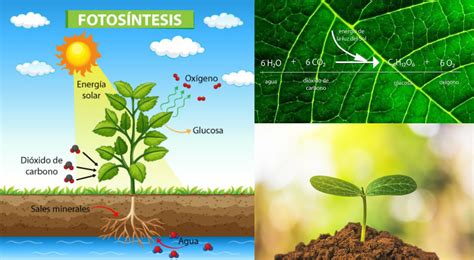 ¿cuál Es El Proceso De La Fotosíntesis De Las Plantas El Popular