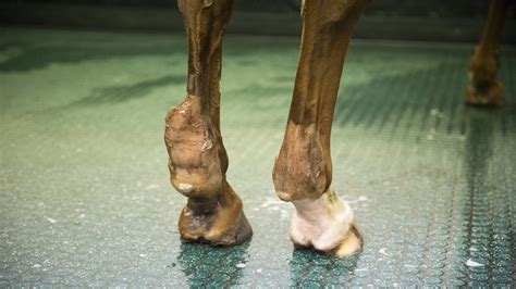 Tendon Injuries In Horses Causes Signs Treatment And Prognosis