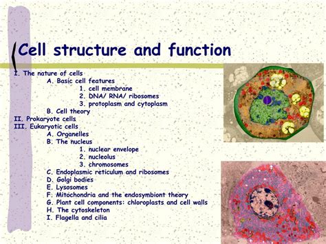 Animal Cell Structure And Function Ppt 04 Lecture Ppt Maybe You