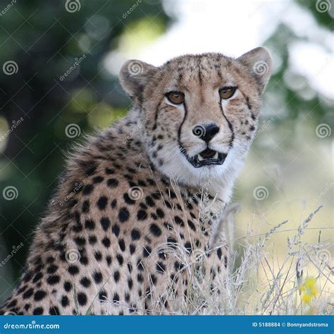 Cheetah Stock Photo Image Of Cheetah Cats Mammals Animals 5188884