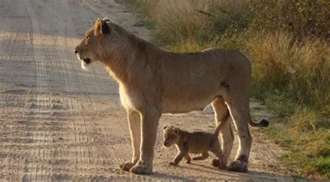 Video Adorable Lion Cub With Its Mom Africa Geographic