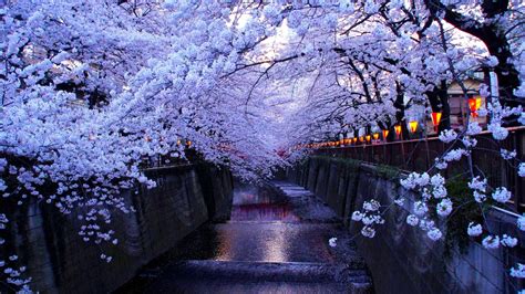 Meguro River Cherry Blossom Tokyo Japan 3840 X 2160 Rwallpaper