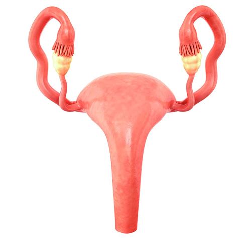 Female Reproductive System Photograph By Pixologicstudio Science Photo Library Pixels