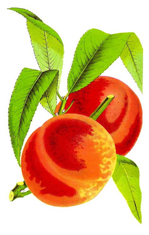 Free Peach Clip Art Download Free Peach Clip Art Png Images Free ClipArts On Clipart Library