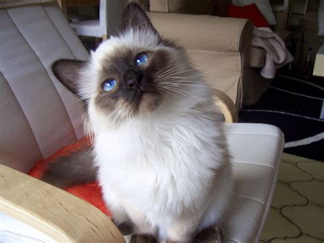 Birman Kitten Seal Point Cat Breeds Cute Kittens Pinterest Birman