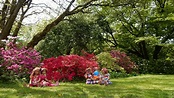Fondos de Pantalla 1366x768 Alemania Parque Rhododendron Grugapark ...