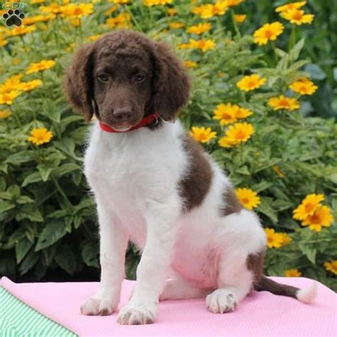 They gave us these beautiful double doodles and can't wait to let y'all enjoy them. Kara - Double Doodle Puppy For Sale in Pennsylvania ...