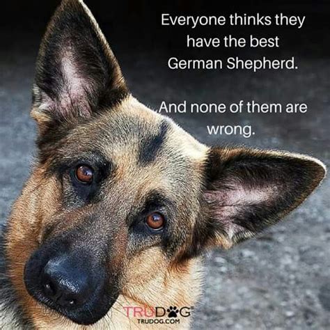 Pin By Shelly On Biggie Smalls German Shepherd Funny German Shepherd