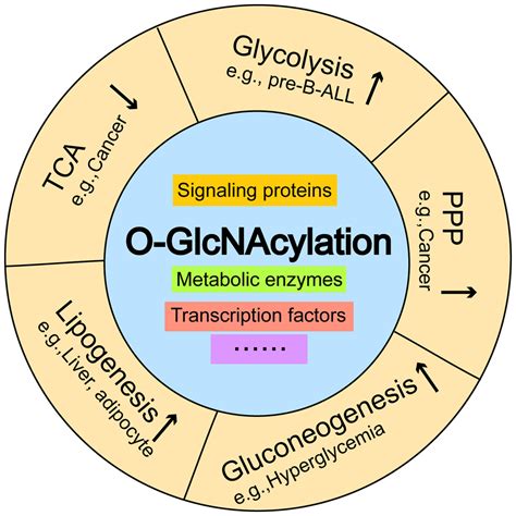 O Glcnacylation Is A Key Regulator Of Multiple Cellular Metabolic
